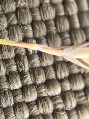 Festuca brachyphylla