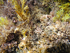 Dictyopteris polypodioides