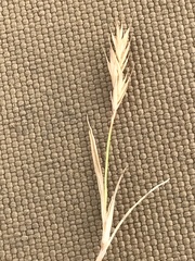 Festuca brachyphylla