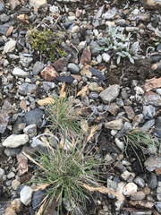 Festuca brachyphylla