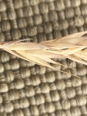 Festuca brachyphylla