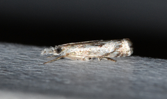 Microcrambus kimballi