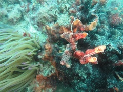 Schizoporella errata