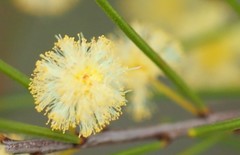 Acacia quadrilateralis