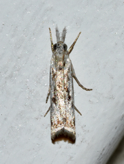 Microcrambus kimballi