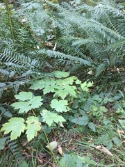 Actaea elata