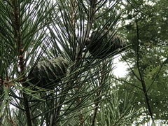 Pinus bungeana