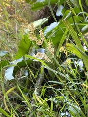 Carex cusickii