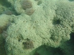 Sabellaria spinulosa