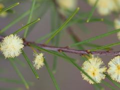 Acacia quadrilateralis