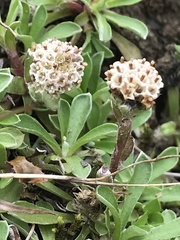 Antennaria monocephala