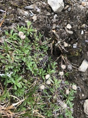 Antennaria monocephala