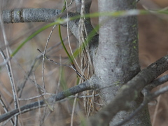 Acacia quadrilateralis