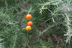 Asparagus africanus