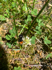 Bombus lapidarius