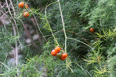 Asparagus africanus