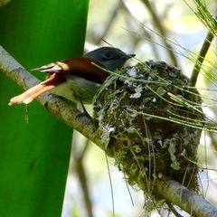 Terpsiphone bourbonnensis