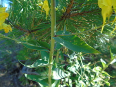 Linaria genistifolia