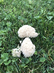 Fuligo septica candida