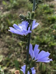 Cichorium intybus