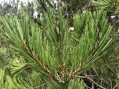 Pinus bungeana