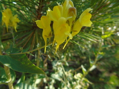 Linaria genistifolia
