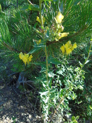 Linaria genistifolia