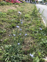 Cichorium intybus
