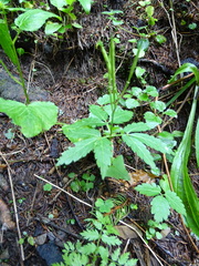 Cardamine glanduligera