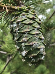 Pinus armandi