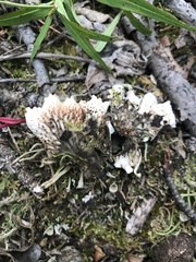Peltigera leucophlebia