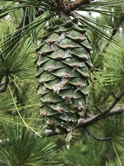 Pinus armandi
