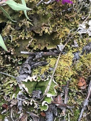 Peltigera leucophlebia