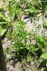 Valeriana edulis procera