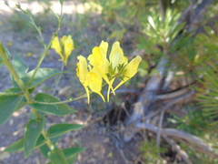 Linaria genistifolia