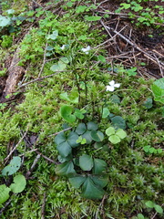 Cardamine trifolia