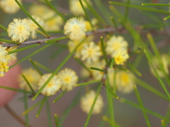 Acacia quadrilateralis