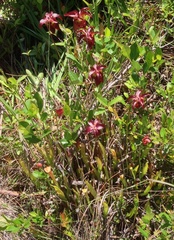 Sarracenia rubra