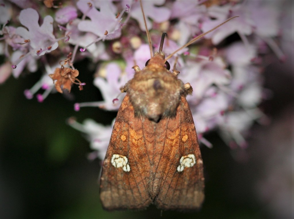 Ear Moth