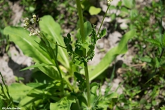 Valeriana edulis procera
