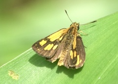 Ampittia dioscorides camertes