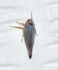Omolicna
