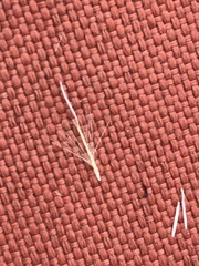 Erigeron lonchophyllus