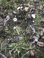 Erigeron lonchophyllus