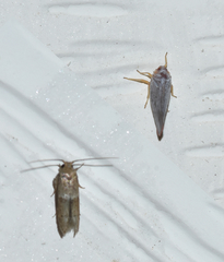 Omolicna