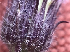 Erigeron lonchophyllus