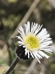 Erigeron lonchophyllus