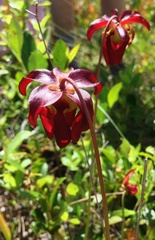Sarracenia rubra