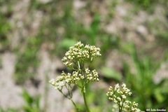 Valeriana edulis procera