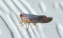 Omolicna